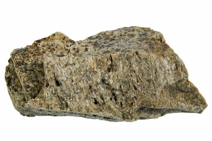 Fossil Tyrannosaur (T rex) Bone Section - Wyoming #352890